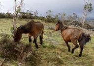 Dos de los caballos que a�n quedan en el Pico de Meda.