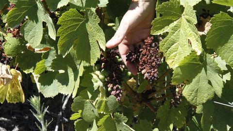 Vi�edo afectado por el mildiu