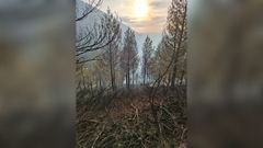 El incendio calcin� 14 hect�reas de monte