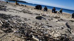 Barbanza se echa a las playas para limpiar el vertido de pellets de plstico.Los pellets tambin han llegado a Queiruga.