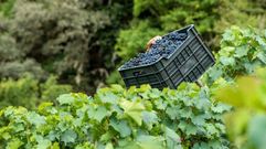 El pago de la cuota es obligatorio para poder vender la uva vendimiada a las bodegas