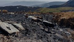 Muchos animales han muerto en el incendio de Chandrexa de Queixa, aunque todava no hay un balance oficial. Las vacas se movieron buscando pastos que las alejasen de las llamas