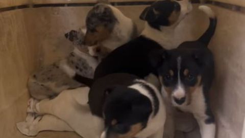 Cachorros abandonados en Trubia