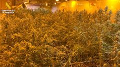 Localizada en Ames la mayor plantaci�n de cannabis desmantelada este a�o en Galicia