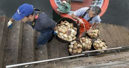 A pesar de que no hay demasiada vieira en los fondos, los topes ayer se hicieron con bastante residez, seg�n los marineros. 