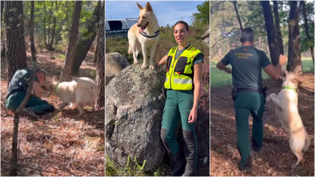 La primera can de palleiro de la Guardia Civil tiene nombre de dulce ourensano y sobresale por su labor