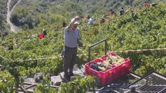 Vendimia en los vi�edos de la bodega Regina Viarum, el pasado fin de semana