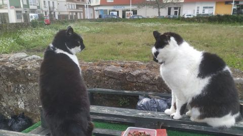 Dos animales de una de las colonias de gatos que atienden voluntarias en la zona Covas