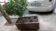 Una macetero sin las plantas que fueron robadas