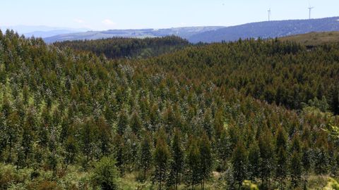 Plantación de eucalipto en el municipio de Castroverde, en donde el Concello, gobernado por el PSOE, ha dado ya su respaldo a la asociación que rechaza la moratoria de esa especie forestal