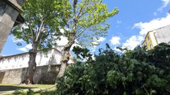 El �rbol del tilo puede alcanzar de 25 a 30 metros de altura.