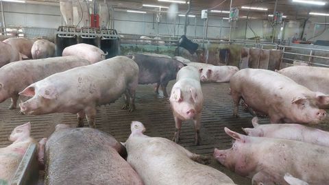 Las naves de Duroc DOlives son totalmente libres de jaulas