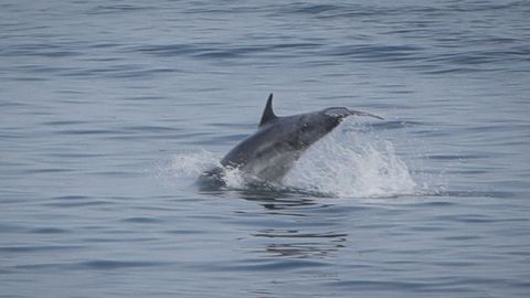 Delfines en la playa de Riazor