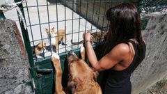 Refugio de animales de Ribeira