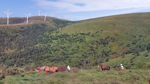 Los caballos sacan la madera de la zona inferior del terreno y la llevan a los trineos