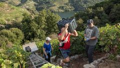 De vendimia en el coraz�n de Amandi