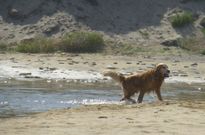 Perro disfrutando del agua en la playa de Ponzos, en una imagen de archivo. 