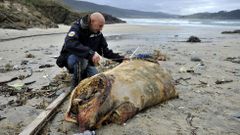 Las �ltimas borrascas arrastran varios cad�veres de animales al arenal de O Vilar