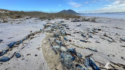 El temporal y las mareas vivas llenaron la playa de Area Maior de algas, ramas y carabelas portuguesas