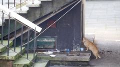 Bajo las escaleras de la plaza de Armas habita una colonia de gatos callejeros