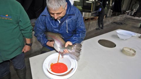 Momento de extraccin de las huevas, que posteriormente se fecundan