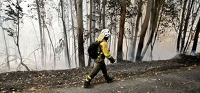 Algo m�s de doce de las hect�reas quemadas en el incendio fueron de monte arbolado. 