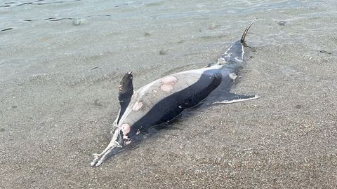 Aparece un delf�n muerto en la playa de As Lapas