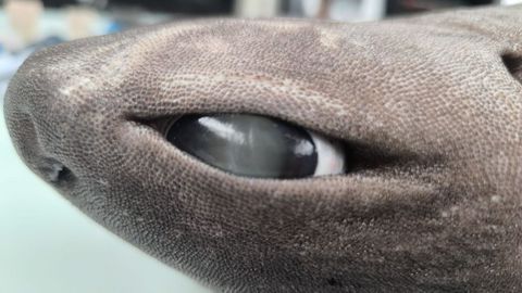 Detalle de la cabeza del tibur�n foca, que ahora ser� expuesto en el Parque de la Vida