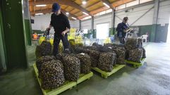 Marisco a la venta en la lonja de Campelo tras la jornada de trabajo en los bancos de la r�a de Pontevedra este lunes