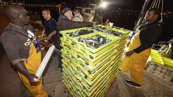 Descarga de sardinas en Corcubi�n a mediados del julio del 2025.
