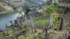 Huerto entre vi�edos en O Lameiro, en pleno ca��n del Sil