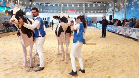 Imagen del concurso de ganado frisn celebrado este ao.