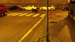 Jabal� en el parque de San L�zaro de Ourense