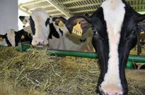 El a�o pasado el mercado ganadero de Guimarei acogi� la vig�sima edici�n de la cita ferial. 