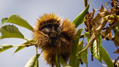Imagen de archivo de unas casta�as dentro del erizo