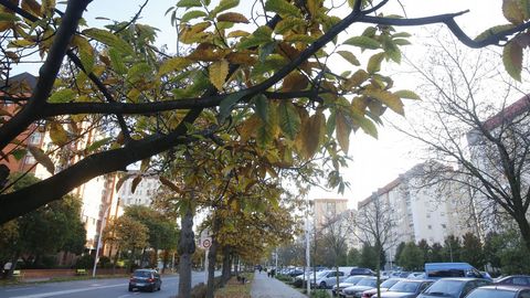 Llega el oto�o a los �rboles de la ciudad. Elvi�a