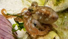 �Por qu� es importante criar pulpos en cautividad?