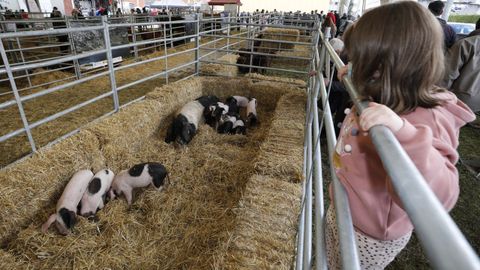 Edici�n del 2022 de la Feira de Razas Aut�ctonas de A Mari�a