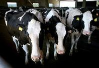 El precio del litro de leche al productor mejor� a lo largo del 2013 en casi ocho c�ntimos.