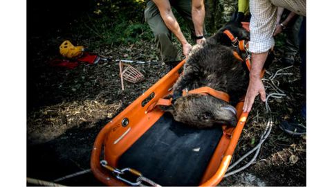Rescate de una osezna en Teverga