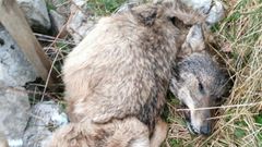 Lobo muerto en Asturias