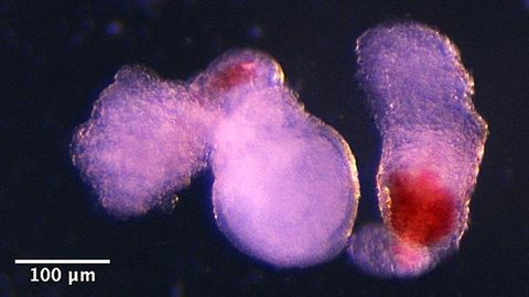 El equipo observ� la aparici�n de estructuras tridimensionales similares a embriones bajo un microscopio