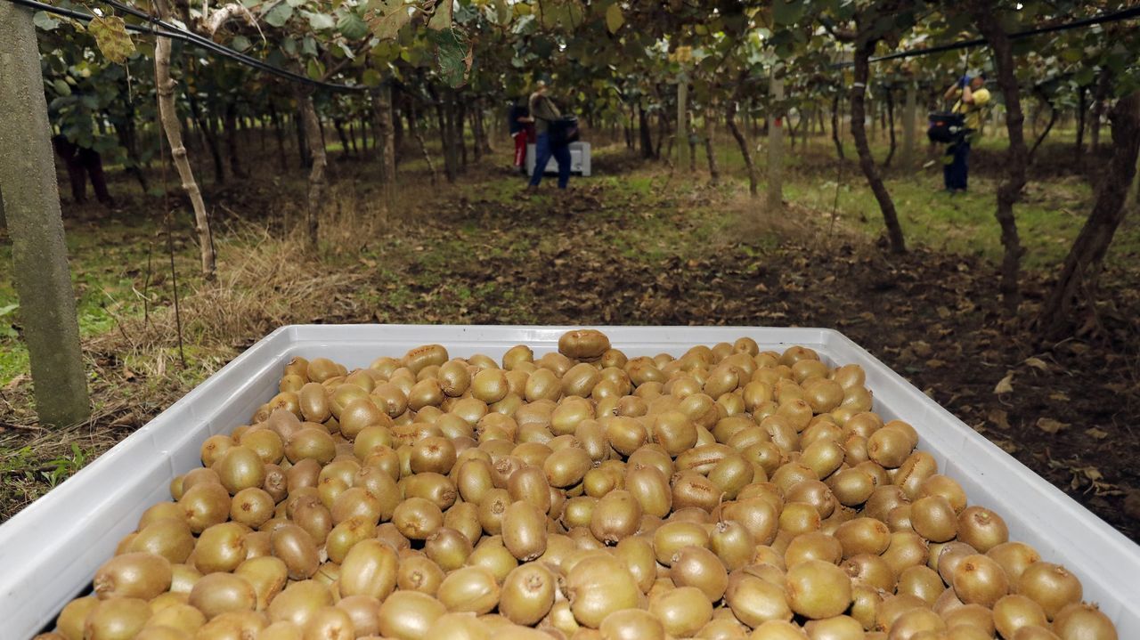 Areeiro participa en un proyecto para optimizar el cultivo del kiwi