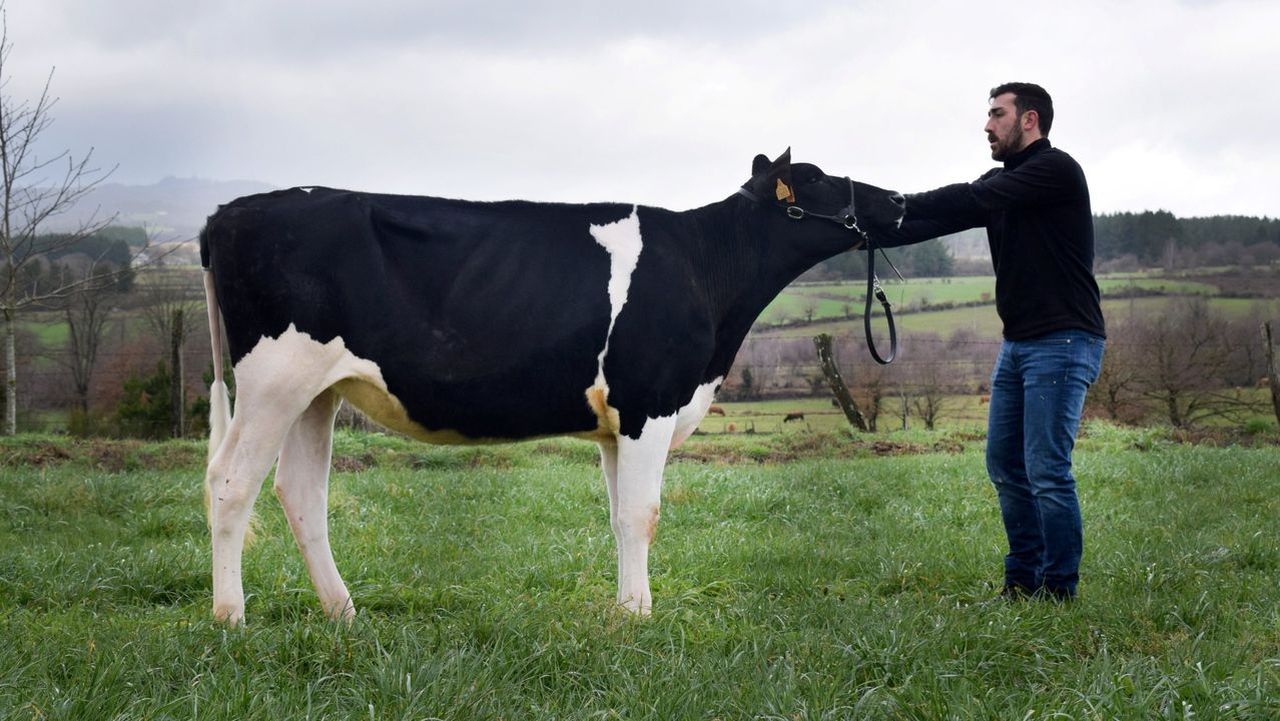 La mejor granja de Galicia está en Ordes y la vaca más lechera es de Lugo