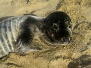 La foca sali� del mar a primera hora de la tarde. 