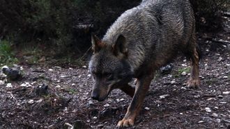Imagen de archivo de un lobo en el�centro del lobo ib�rico de Castilla y Le�n