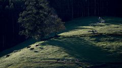 Vacas pastan con el bosque de fondo este lunes, en Vegadeo (Asturias).