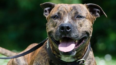 Un ejemplar de american staffordshire terrier