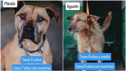 Plácido y Agustín, dos de los perros en los que nadie se fija en el refugio de Os Palleiros.