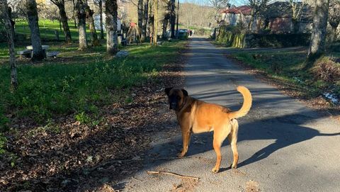 Perro abandonado en O Saviao del que no se quieren hacer cargo